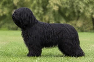 Polish Lowland Sheepdog — Solid black coat