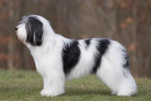 Polish Lowland Sheepdog — White with black patches coat