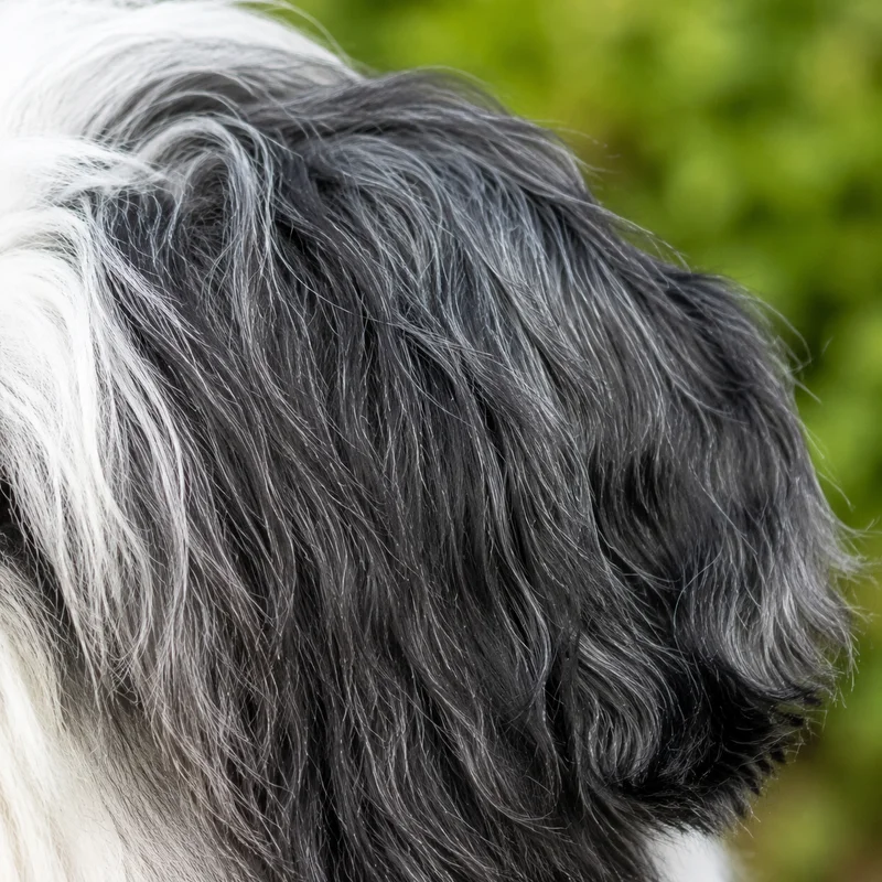Polish Lowland Sheepdog — ears