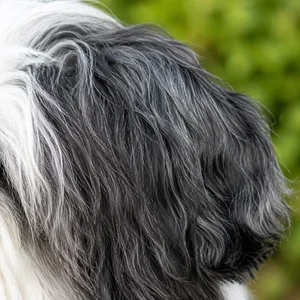 Polish Lowland Sheepdog — ears