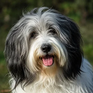 Polish Lowland Sheepdog — happy