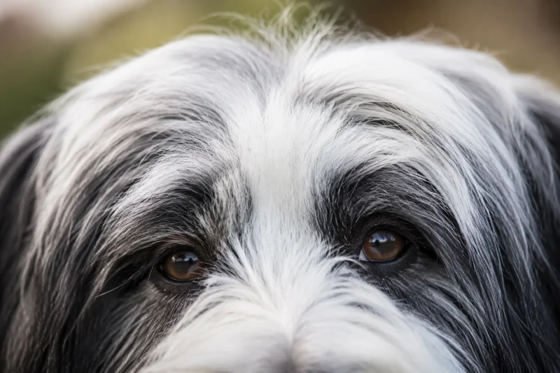 Polish Lowland Sheepdog — eyes