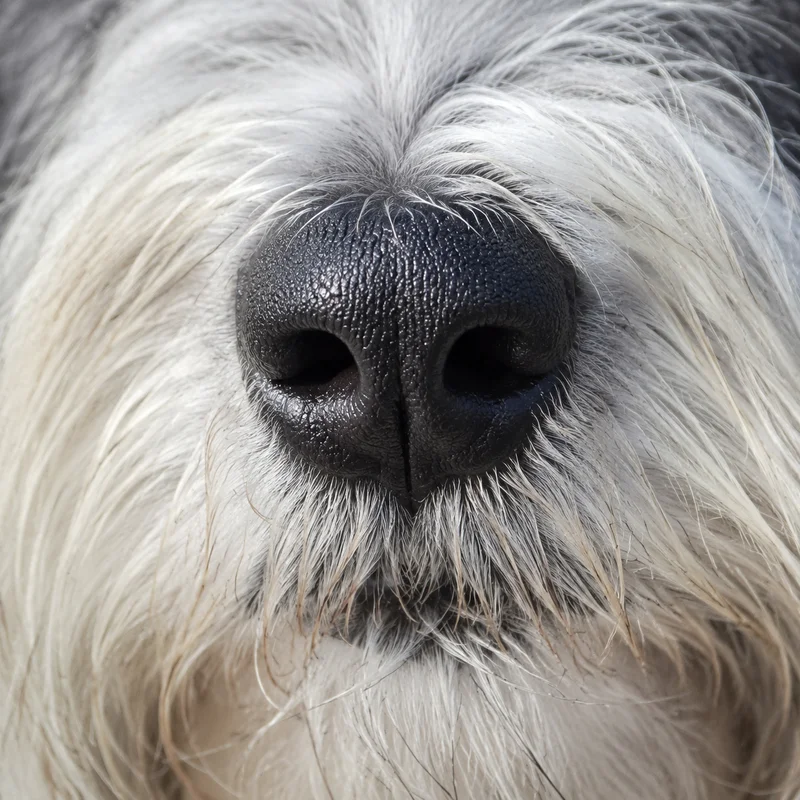 Polish Lowland Sheepdog — nose