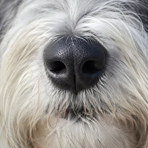 Polish Lowland Sheepdog — nose