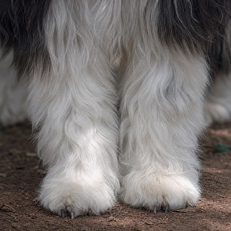 Polish Lowland Sheepdog — paws
