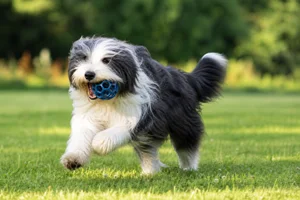 Polish Lowland Sheepdog — playing