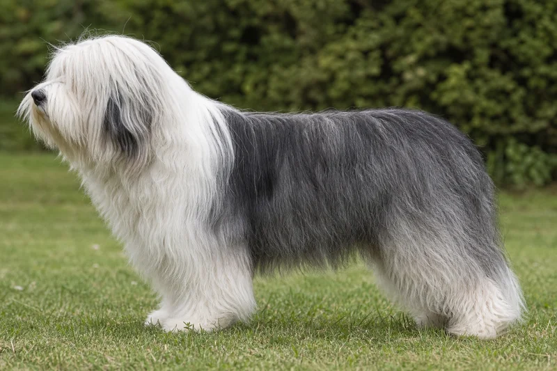 Polish Lowland Sheepdog — side