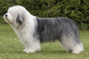 Polish Lowland Sheepdog dog
