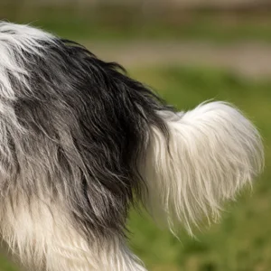 Polish Lowland Sheepdog — tail