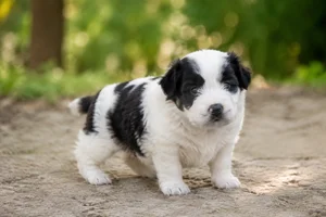 Polish Lowland Sheepdog — young puppy (~1 mo)