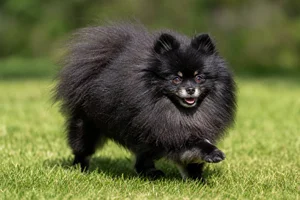 Pomeranian — running