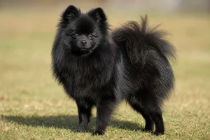 Pomeranian — adult