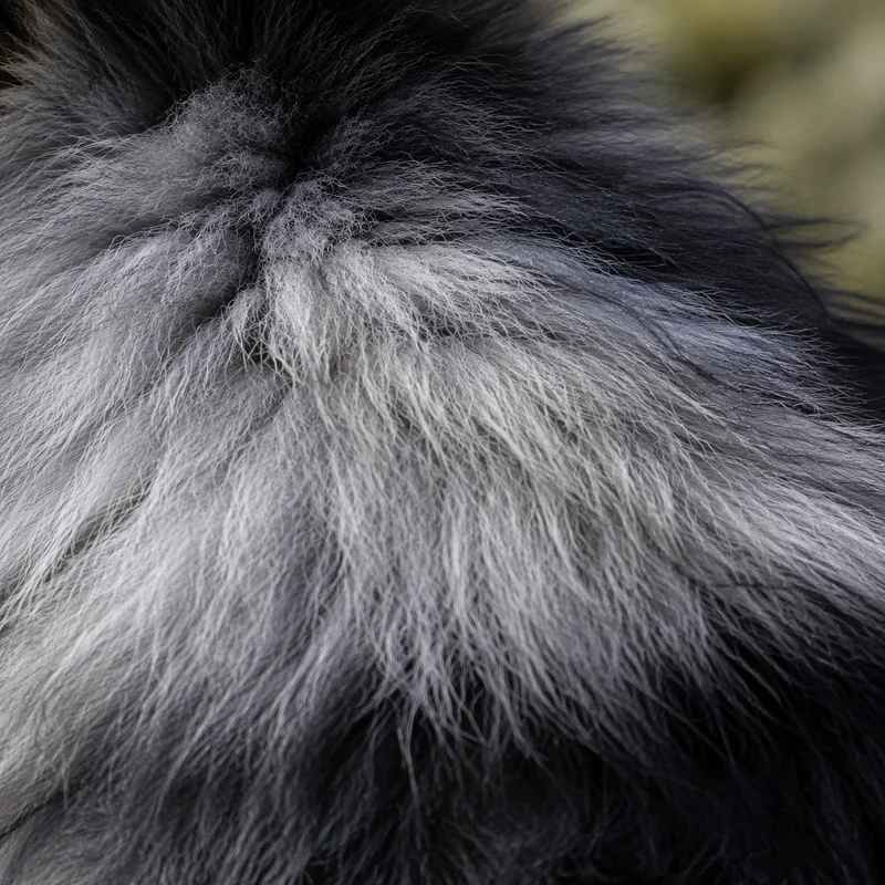 Pomeranian — coat texture