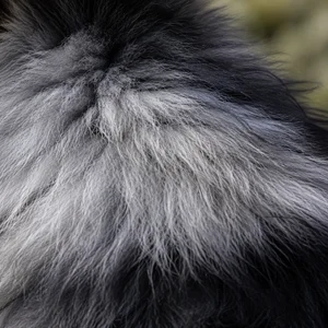 Pomeranian — coat texture