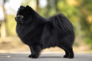 Pomeranian — black coat