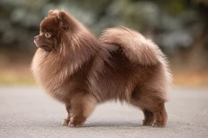 Pomeranian — brown coat