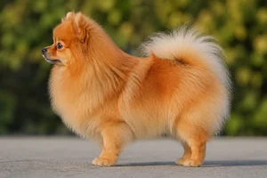 Pomeranian — orange coat