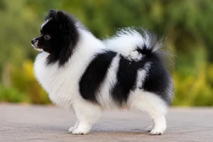 Pomeranian — parti-color coat
