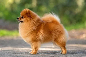 Pomeranian — red coat
