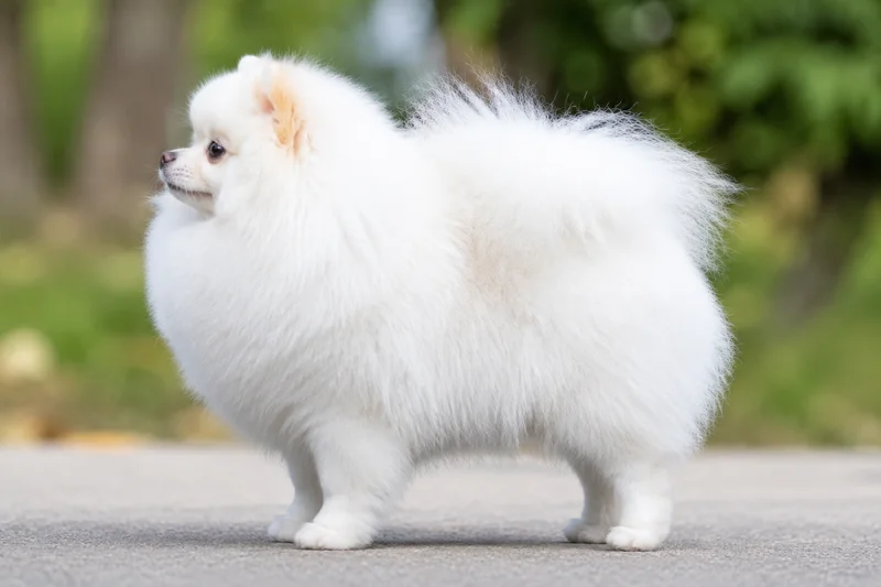 Pomeranian — white coat