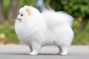 Pomeranian — white coat