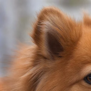 Pomeranian — ears