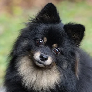 Pomeranian — alert
