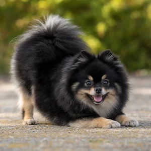 Pomeranian — playful