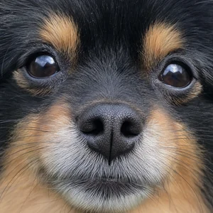 Pomeranian — nose