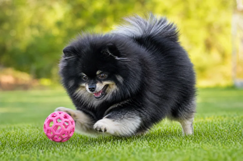 Pomeranian — playing
