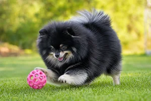 Pomeranian — playing