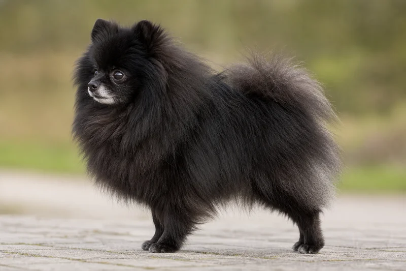 Pomeranian — side