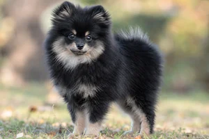 Pomeranian — puppy (~4 mo)
