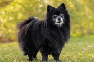 Pomeranian — senior