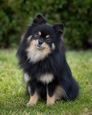 Pomeranian — sitting
