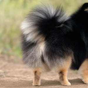 Pomeranian — tail