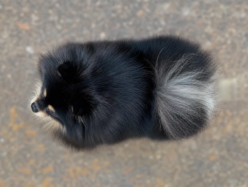 Pomeranian — top