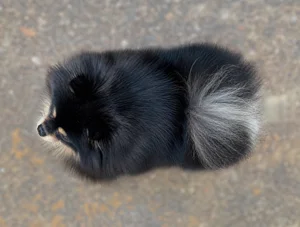 Pomeranian — top