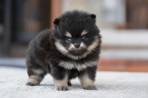Pomeranian — young puppy (~1 mo)