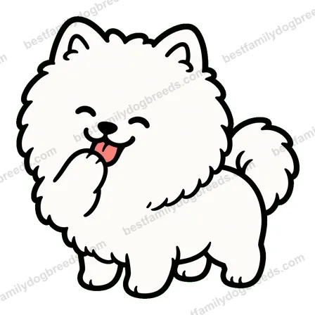 Pomeranian sticker 16