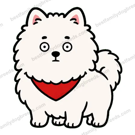 Pomeranian dog staring meme sticker