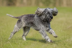 Pont-Audemer Spaniel — running