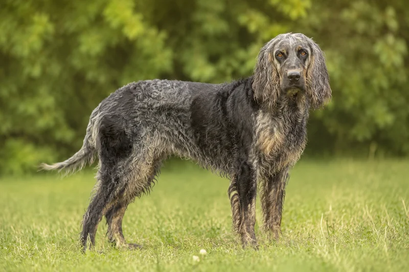 Pont-Audemer Spaniel — adult