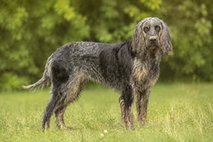 Pont-Audemer Spaniel — adult