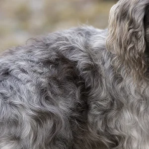 Pont-Audemer Spaniel — coat texture