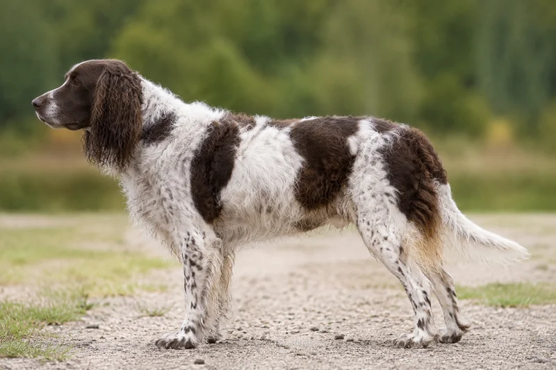 Pont-Audemer Spaniel — Liver and white coat