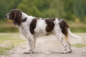 Pont-Audemer Spaniel — Liver and white coat