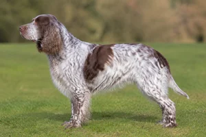 Pont-Audemer Spaniel — Liver roan and white coat