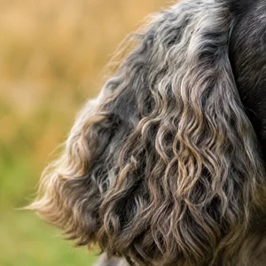 Pont-Audemer Spaniel — ears