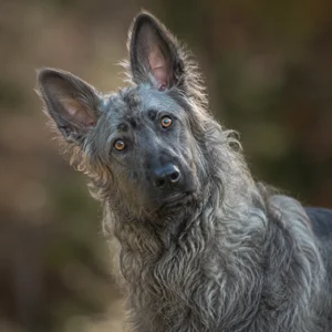 Pont-Audemer Spaniel — alert